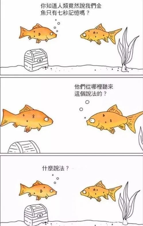 鱼的记忆到底有多久