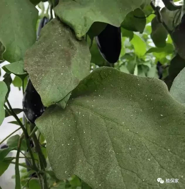 呋蟲胺,專殺蚜蟲,飛蝨,葉蟬,薊馬等刺吸式口器害蟲!-搜狐大視野-搜狐