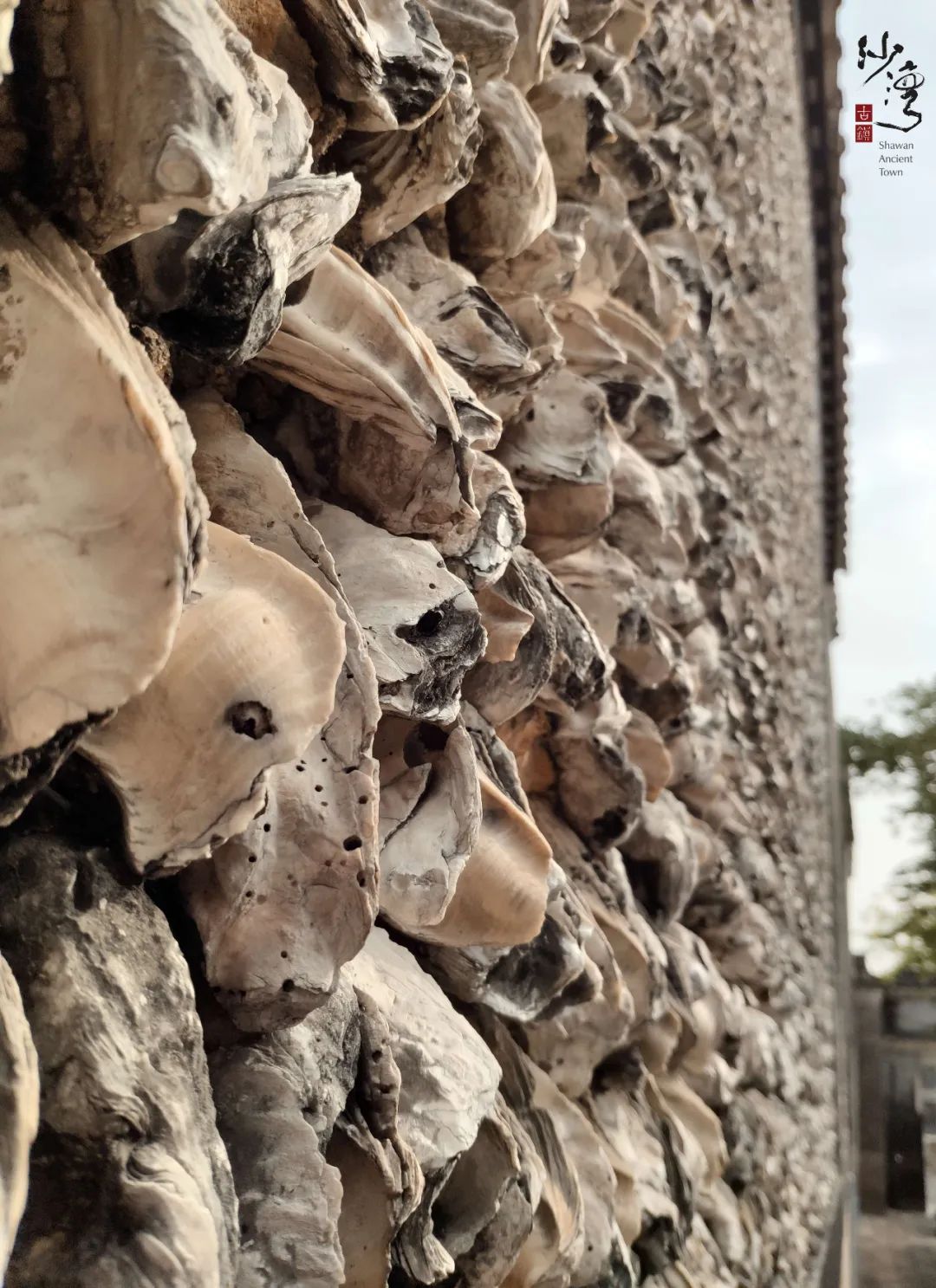 线上科普岭南多功能古建筑蚝壳墙看科普涨知识赢礼品