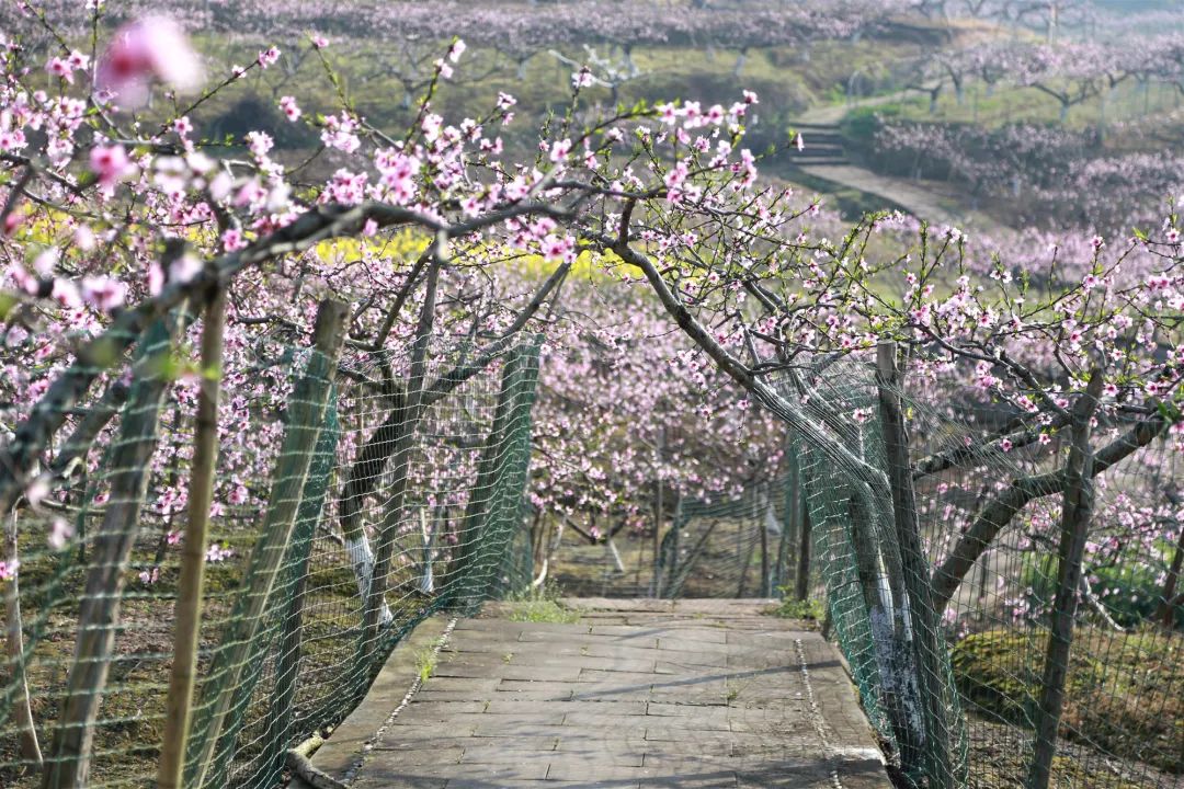 今日1330分主播带您徜徉西充花海感受迷人春色请扩散