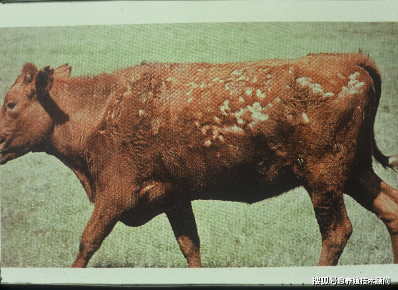 牛放线菌病图片