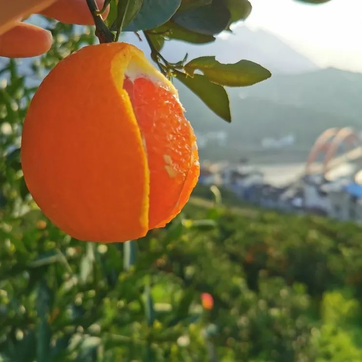 【秭归助农】中华红橙基地直发古美!口感脆嫩化渣,一尝难忘.