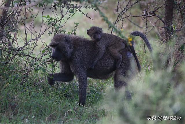 狒狒与猴子8都有颊囊,可用来存放食物.