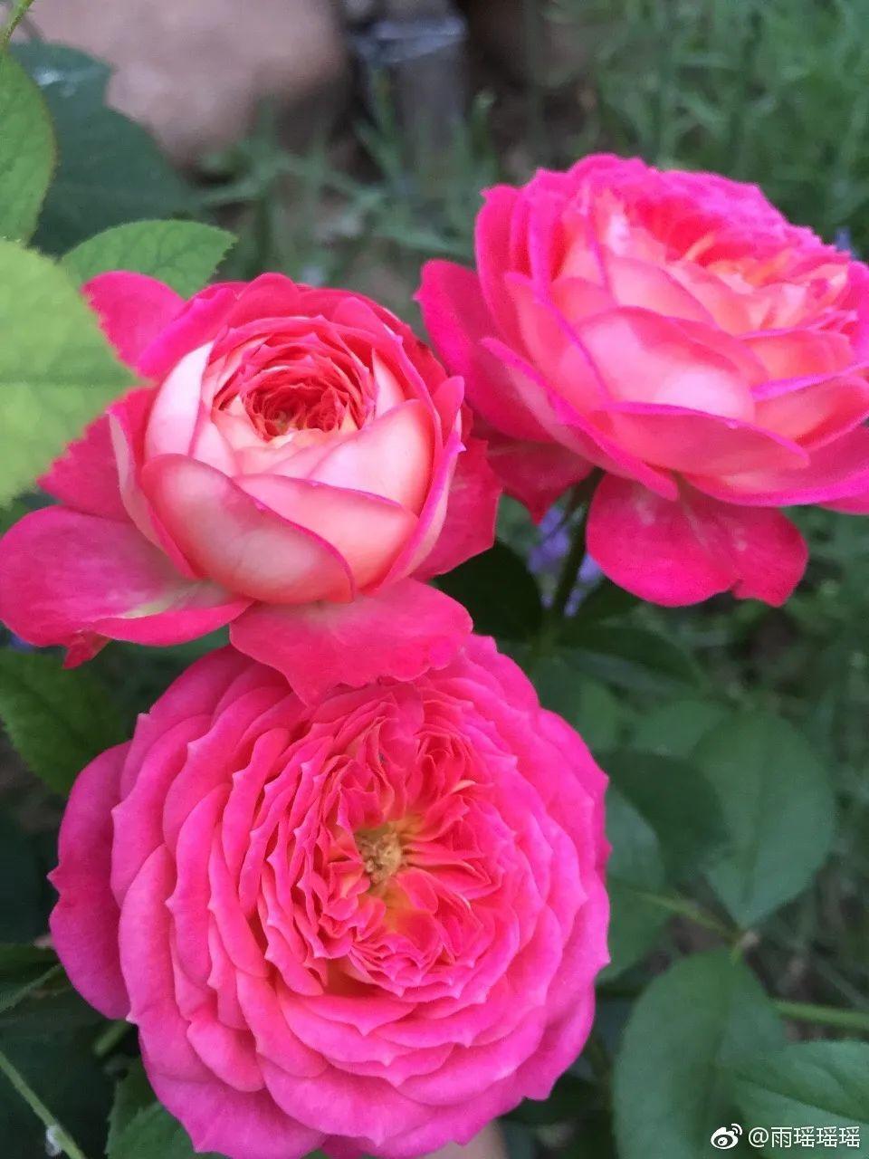 30种最漂亮的月季,春天必须来一盆,让你一次养个够!_开花