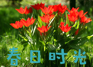 春分节气的动态微信表情图