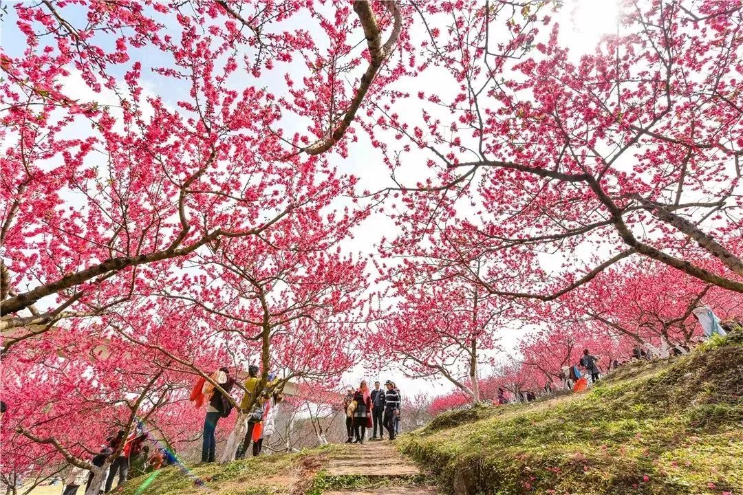 免费入园秀丽东方都市桃花季如约而至快来拥抱成都醉美春天