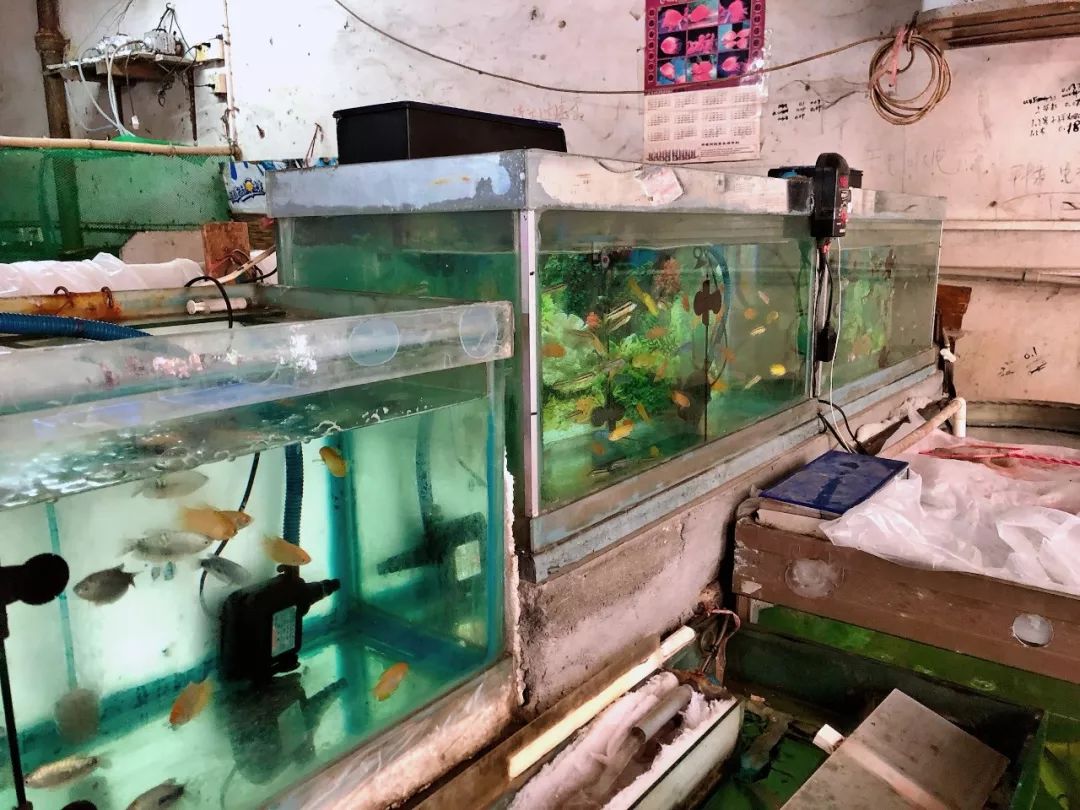 麻涌人の街边"水族馆,装着小时候的单纯美好!