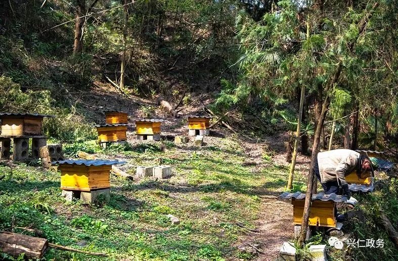 康養園,鎖寨中草藥園基地,枇杷基地,豔紅桃種植園,三道坑冰脆李子園