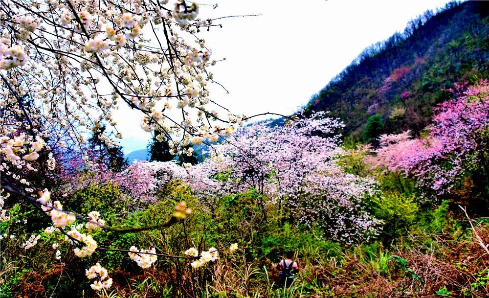 陽春三月桂林市全州縣天子嶺野櫻花迎春綻放圖