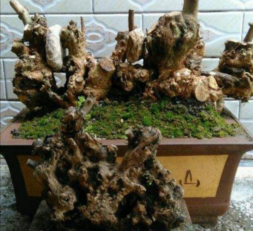 山上2种疙瘩树苍劲古朴树姿优美经常被用来做盆景