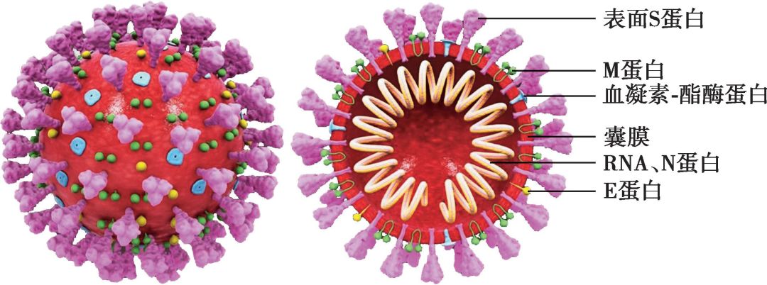 新型冠状病毒细胞图片