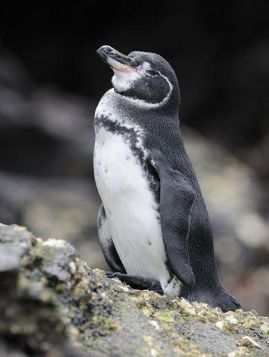 热带企鹅—加拉帕戈斯企鹅也称加岛环企鹅, 属于体型最小的企鹅之一