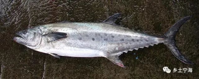 参乌鱼阳春三月话参乌文/田园参乌鱼是家乡在春天里的一道美味.