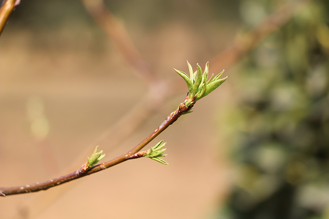 【美图】春意萌动:瞧,它们吐芽了!