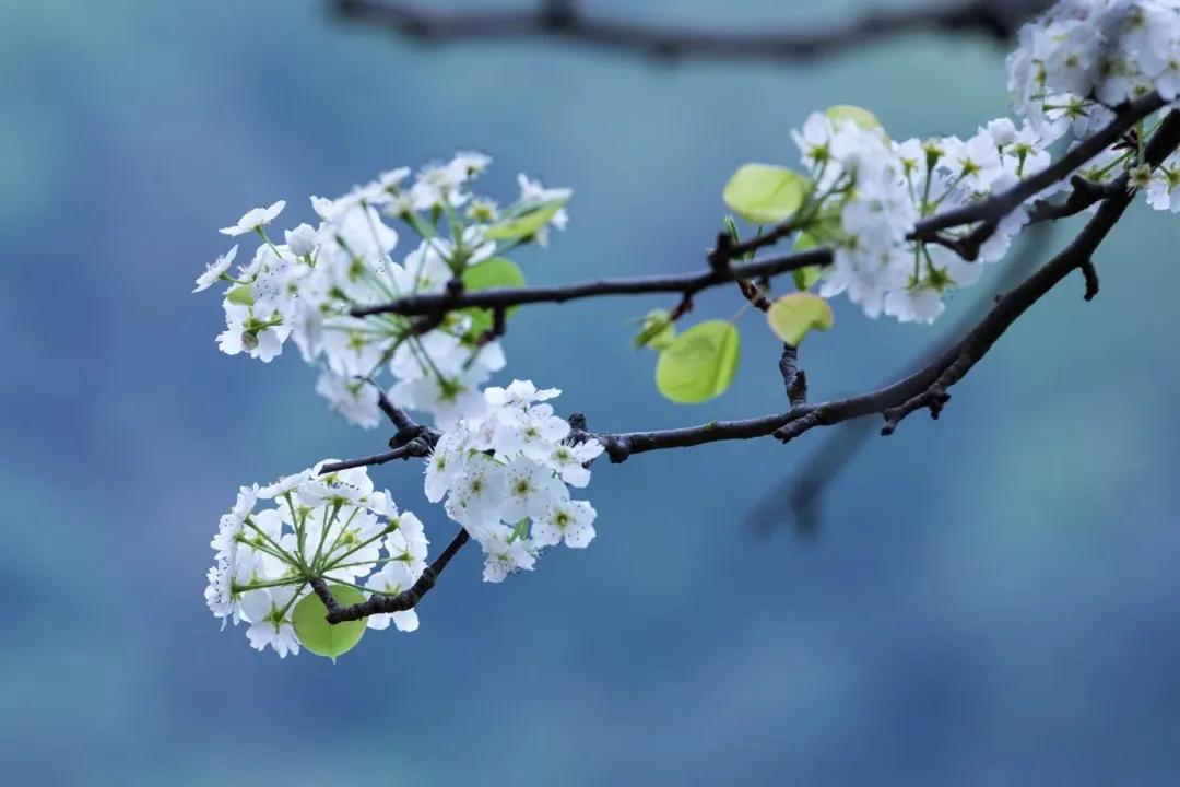 春天派送中.直到你的心坎里!_梨花