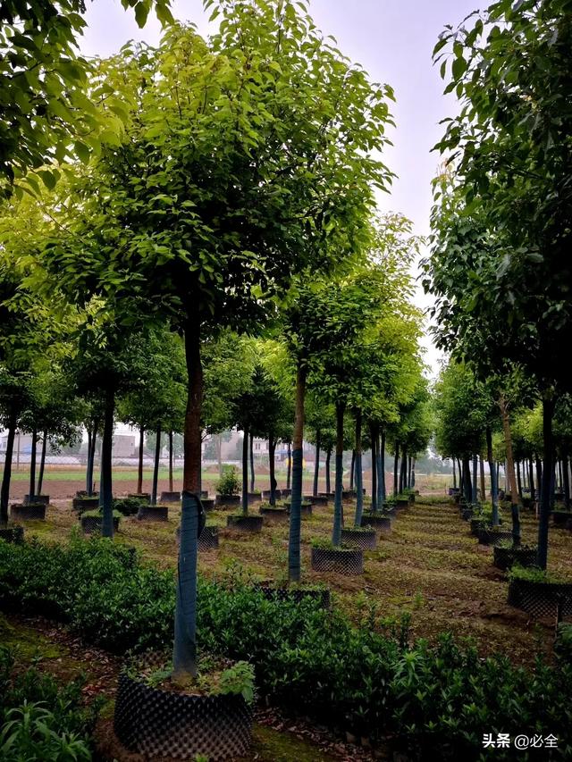 春季苗木种植品种选择及养护要点