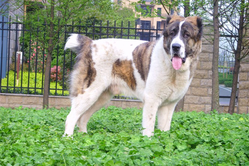 原创中亚牧羊犬勇猛无畏的战斗猛犬用眼神就可威慑外敌