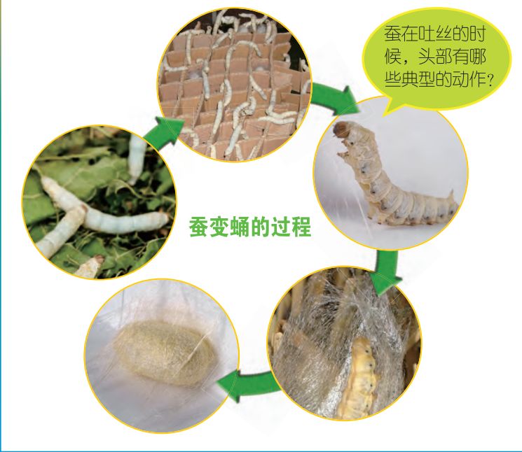 蚕蛹的变化过程图片