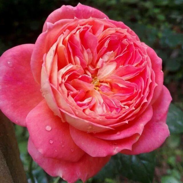 红桃女王:花朵特别大,花瓣也多,香味不是特别浓烈,也不是特别淡,但是