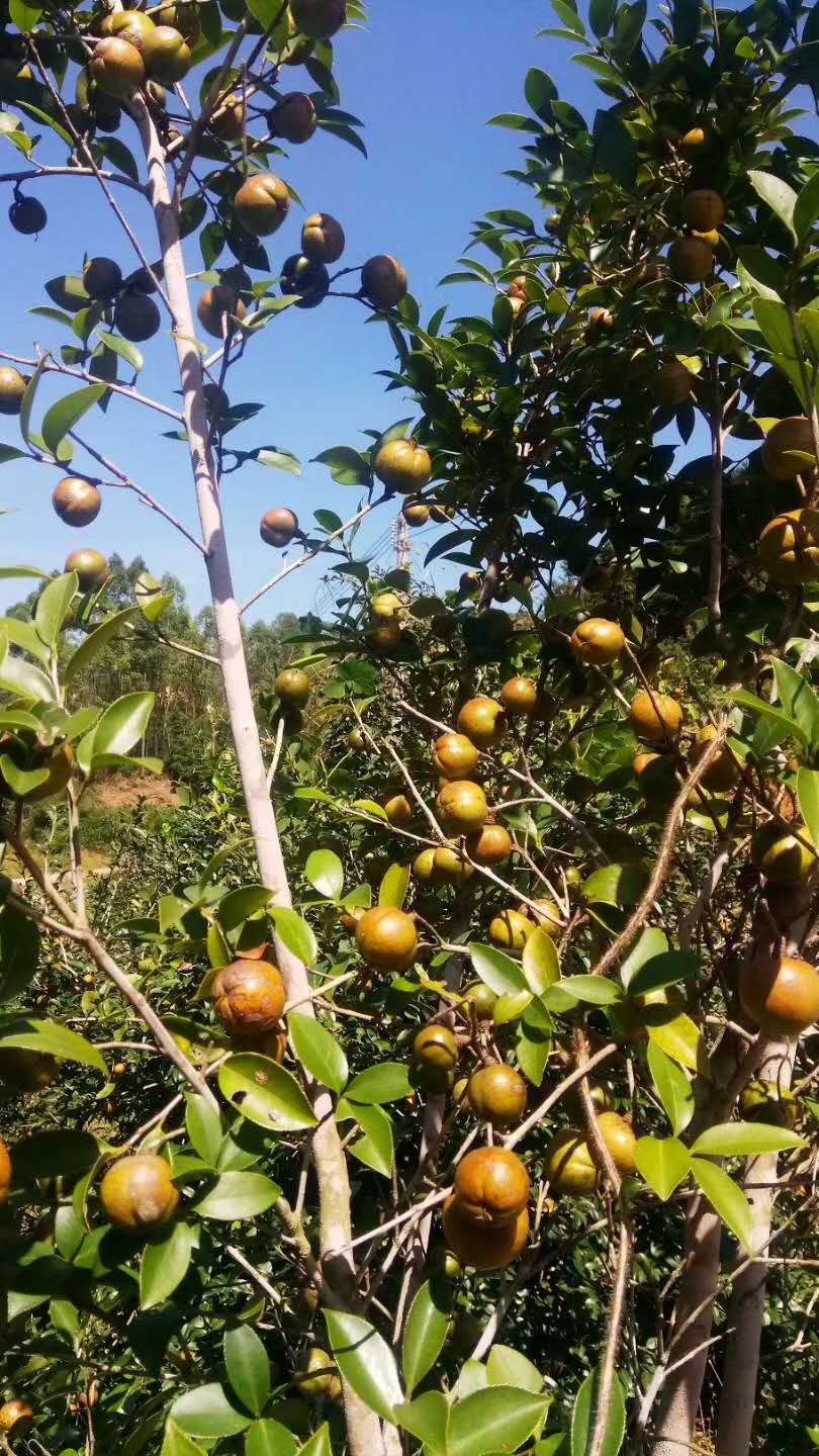 油茶籽山茶籽是油茶籽的别名,是油茶树的果实.