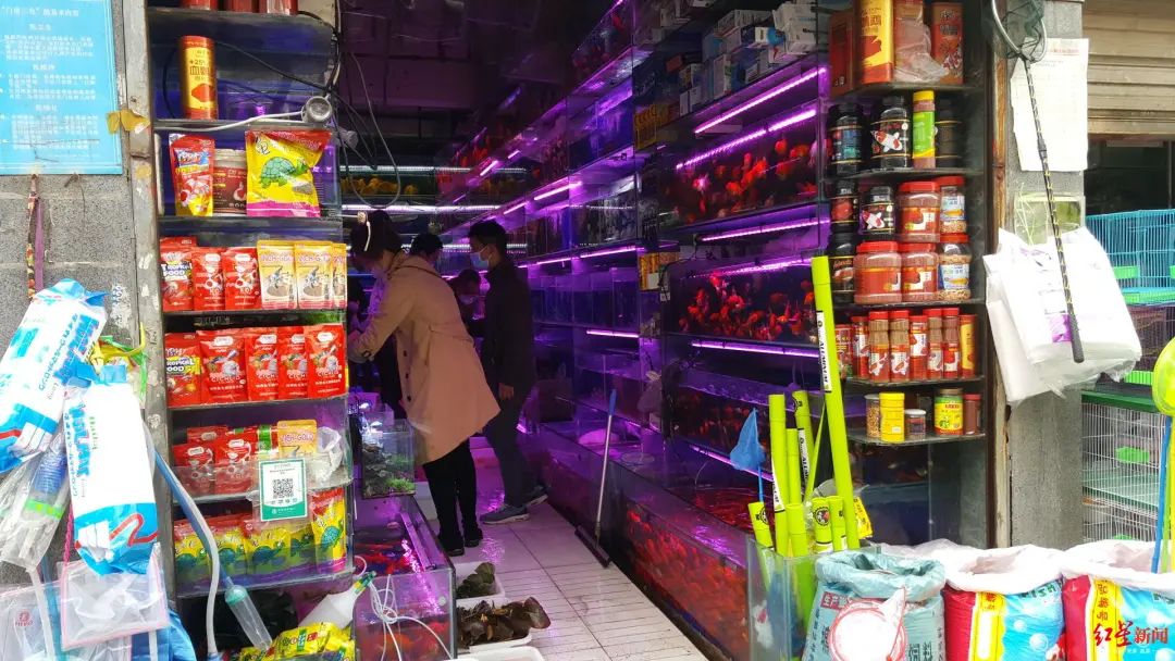 成都青石桥花鸟市场归来鱼龟花易购猫狗鸟难寻