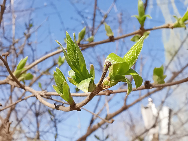 【美图】春意萌动:瞧,它们吐芽了!
