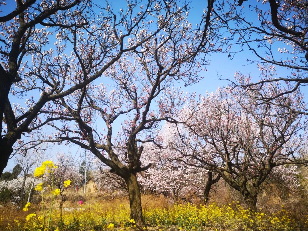 杏花裡就這樣簡單地歡喜著我被春光鎖住了,執迷不悟坐在春天賦予的