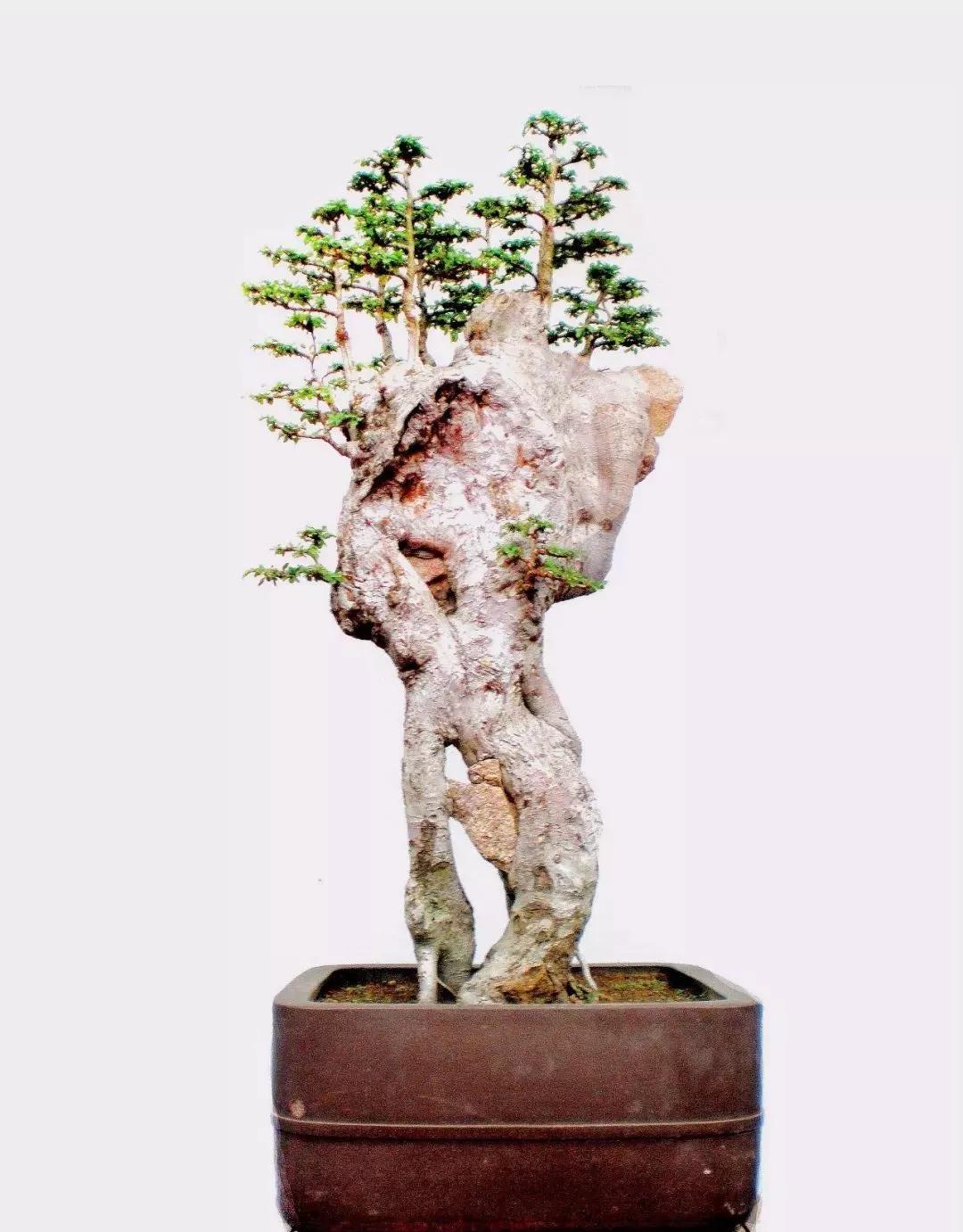 奇桩异木味更浓