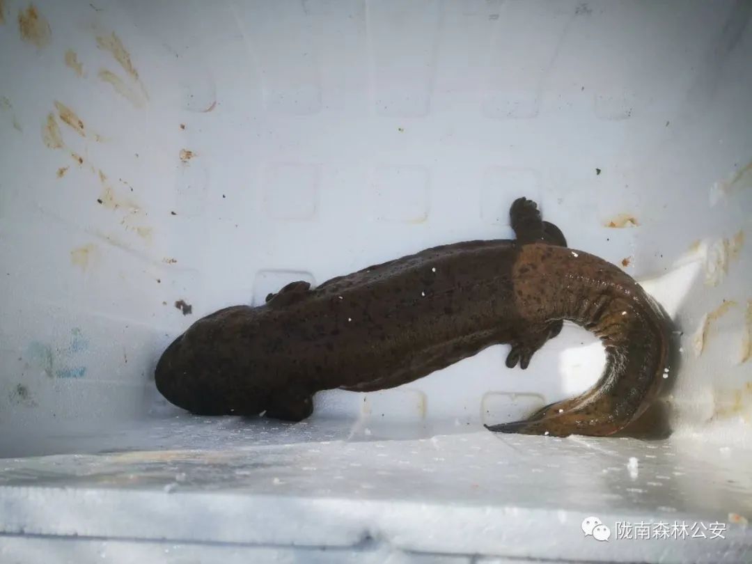 国家二级保护动物"娃娃鱼"回归大自然