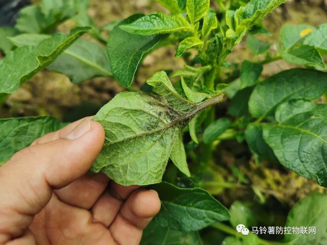 马铃薯块茎晚疫病图片