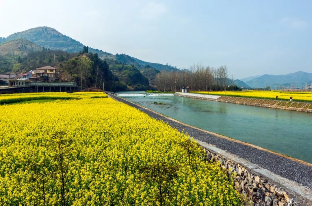 富阳油菜花网红地图片