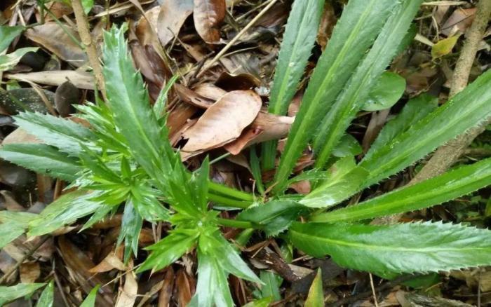 这野草俗称臭刺芹芳香健胃治胸痛却被误当成杂草可惜