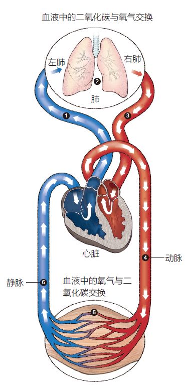 静脉与动脉的流向图图片