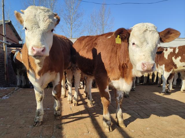 想养牛就不要太纠结行情这个问题,有些时候过分担心就成了负担了