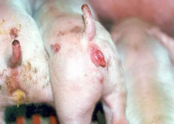母猪50头,前几天向沙博安服务专家反馈:有两窝初生仔猪外阴红肿,身上
