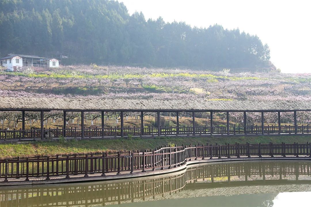 今日1330分主播带您徜徉西充花海感受迷人春色请扩散