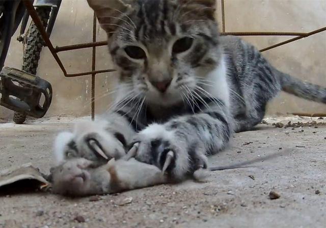 原创猫咪为什么不抓老鼠不单是环境改变所致它也是在努力躲避病菌