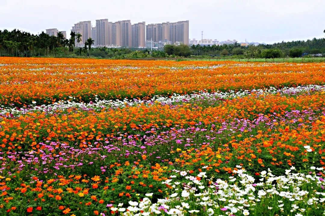 约起龙寿洋二期花海绽放快来开启踏春之旅吧