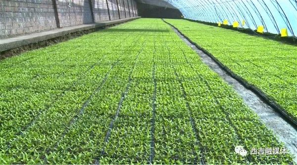 我县各相关部门周密部署,在积极降低疫情带来风险的同时,对育苗基地
