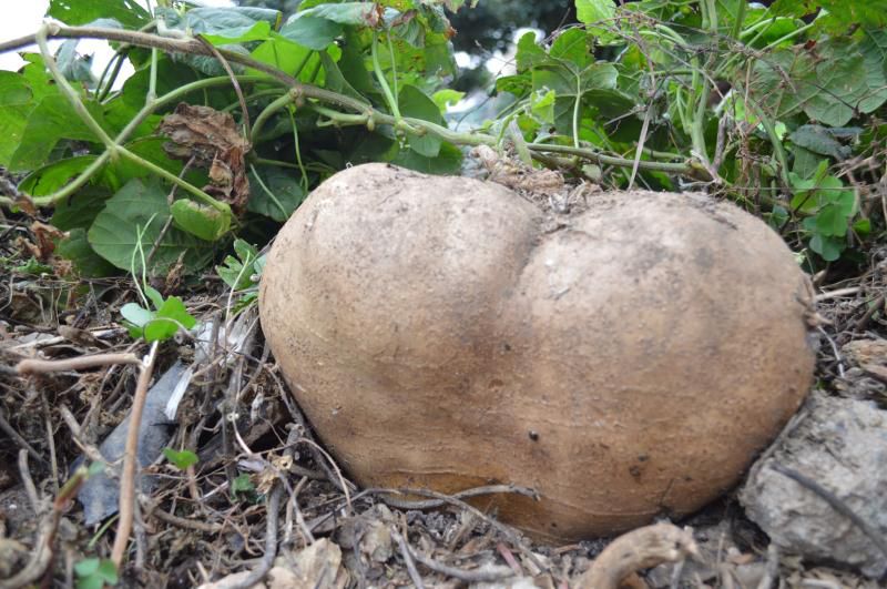 允许小编唱一段"拔萝卜"据叶先生介绍,这些都是普通的沙葛苗种下的