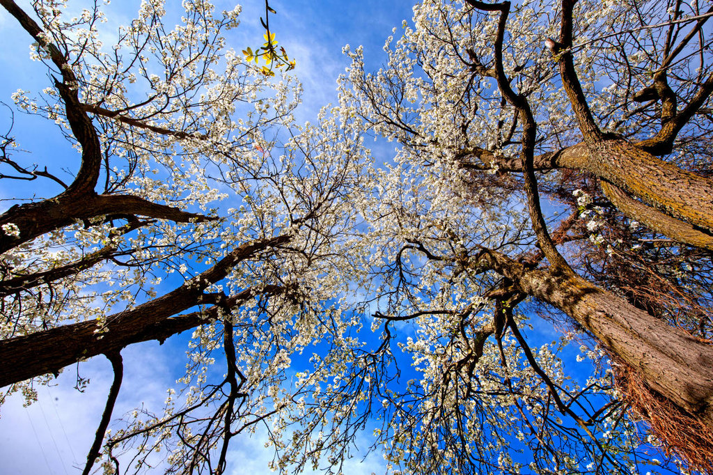 3月21日,金川邀你网上赏梨花_直播