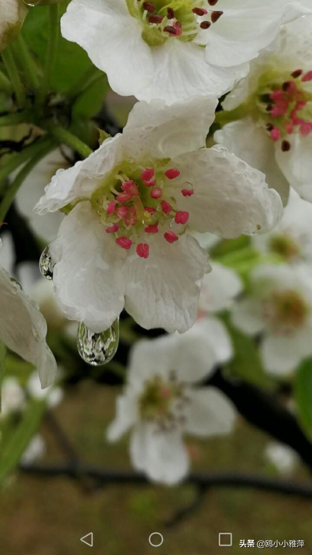 七言絕句:《梨花雨》