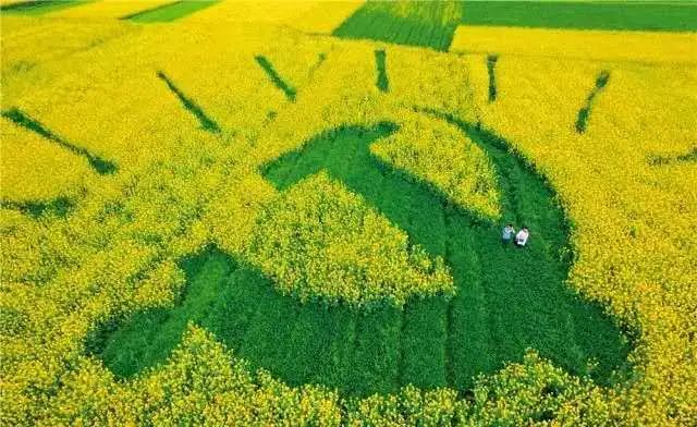 富阳油菜花网红地图片