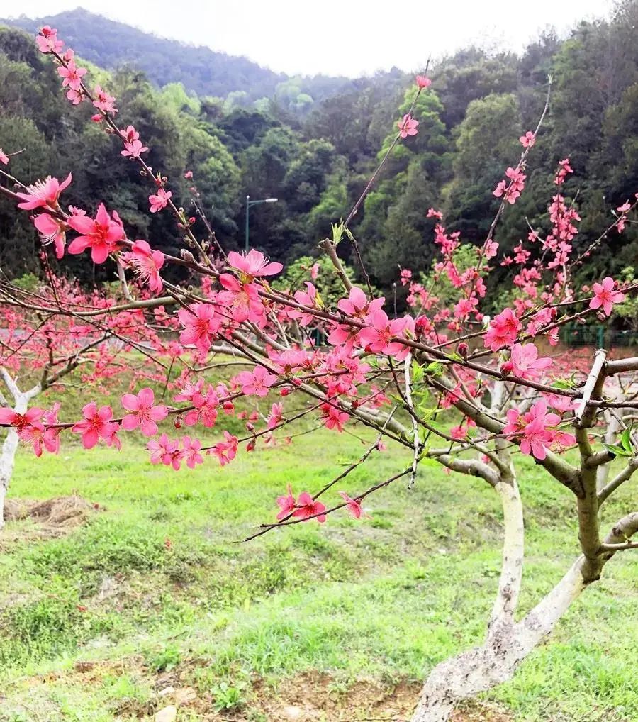 梅州灵光寺樱花图片