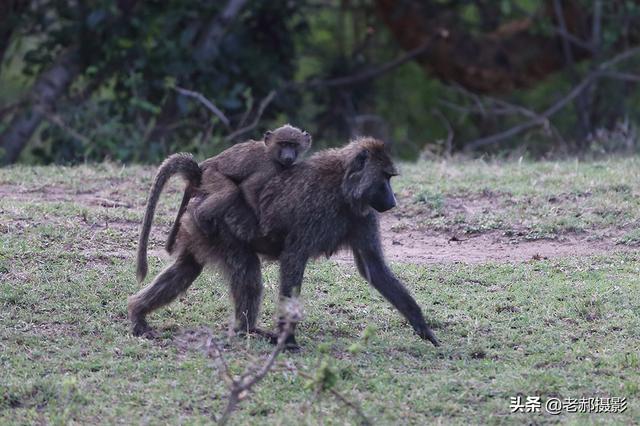 狒狒与猴子8都有颊囊,可用来存放食物.