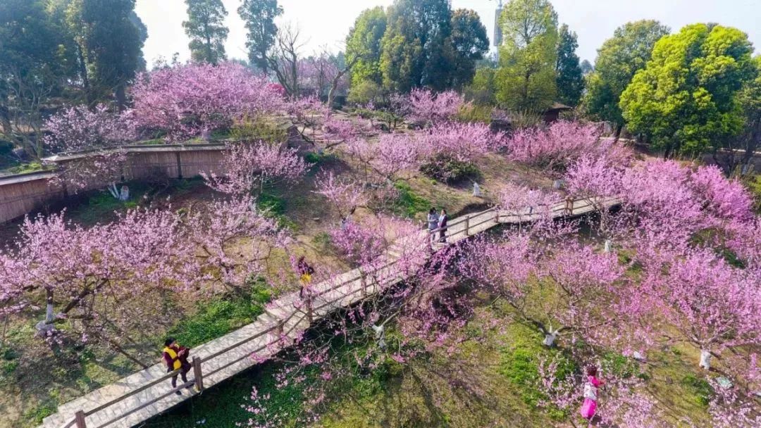 免費入園秀麗東方都市桃花季如約而至快來擁抱成都醉美春天