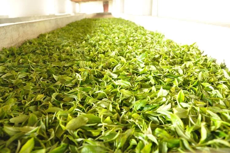 摊青鲜叶的变化