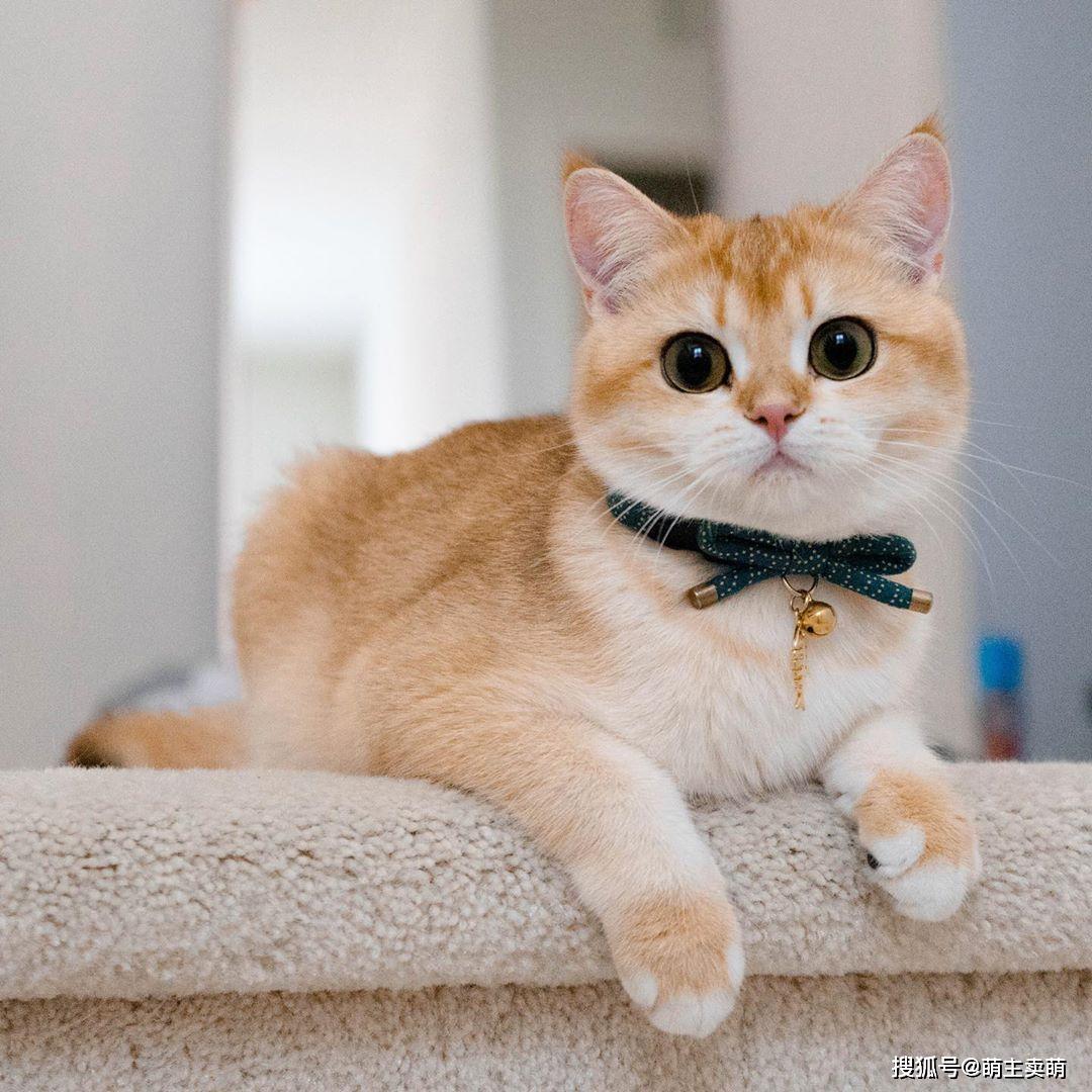 呆萌乖巧瞪着可怜大眼睛趴在你面前的金渐层小猫咪