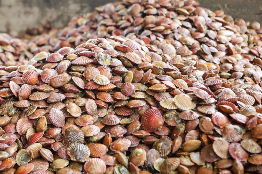 48元抢购来自青岛新鲜扇贝五斤装个大肉厚营养q弹千万别错过