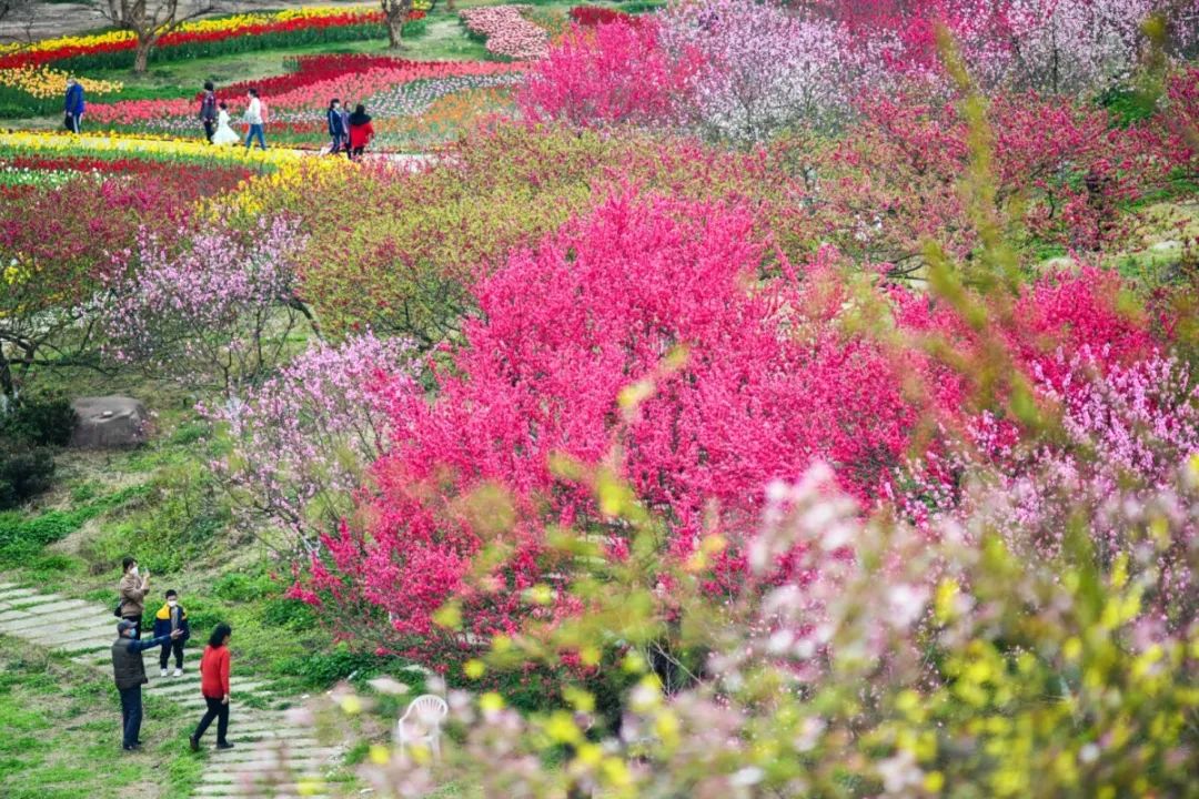 免费入园秀丽东方都市桃花季如约而至快来拥抱成都醉美春天